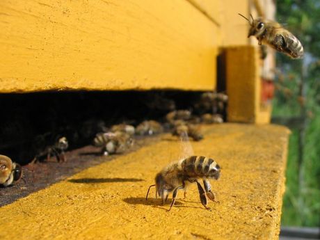 Issue Bees dying for profits