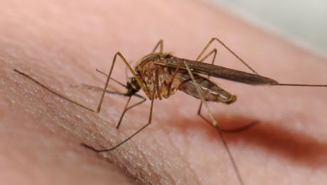 Issue Zika virus and reproductive rights