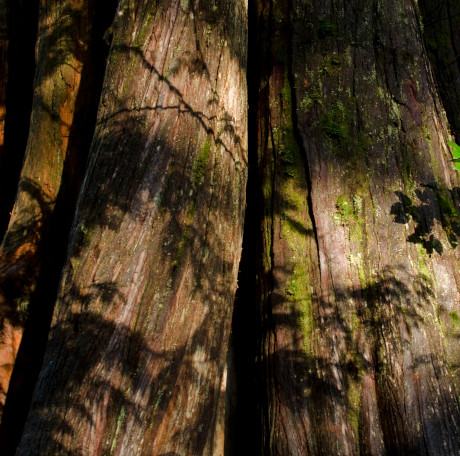 Issue BC forestry plan is lose-lose for Indigenous nations, forestry workers and the planet