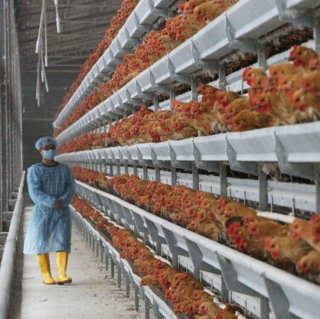 Issue Bird flu: capitalism drives more deadly pandemics