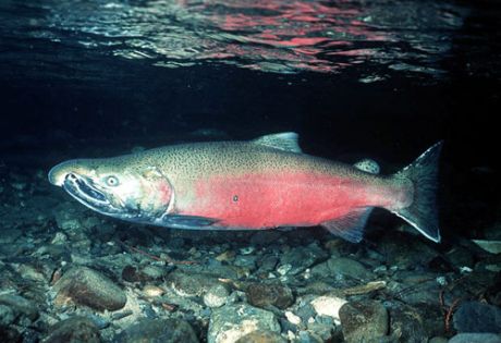 Issue West coast salmon stocks dwindle